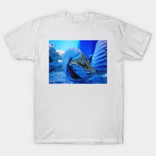 chambered nautilus, nautilidae, mollusk, nautilus, nautilus pompilius, nautilus shell, ammonite, ammonoidea, ammonites, mollusca, molluscs, shell, cephalopod, nudibranch, nudibranch T-Shirt